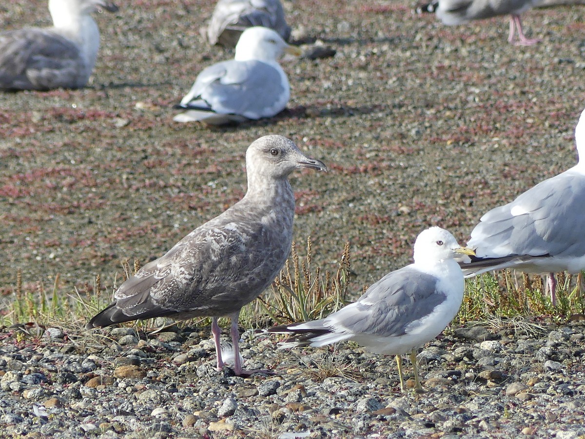 gull sp. - Gus van Vliet