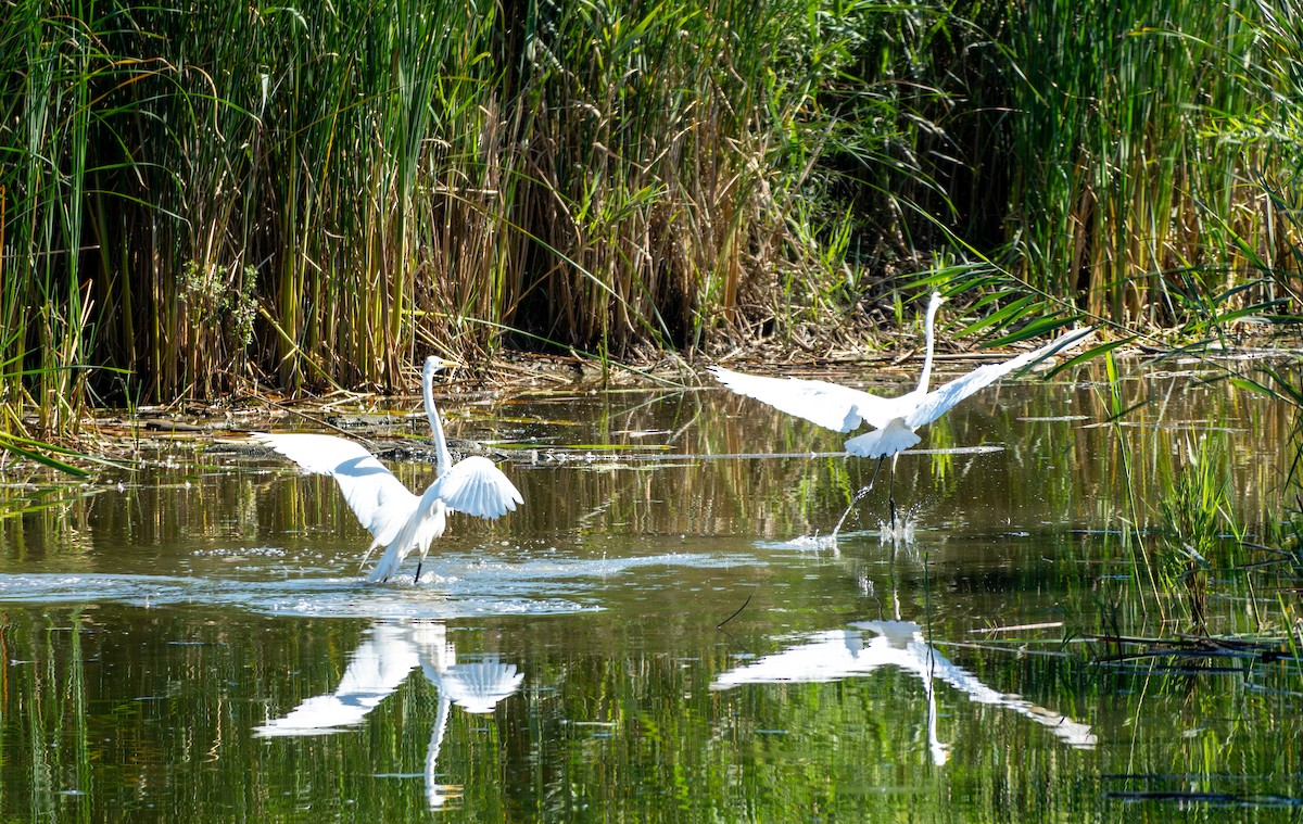 Great Egret - Chad Berry