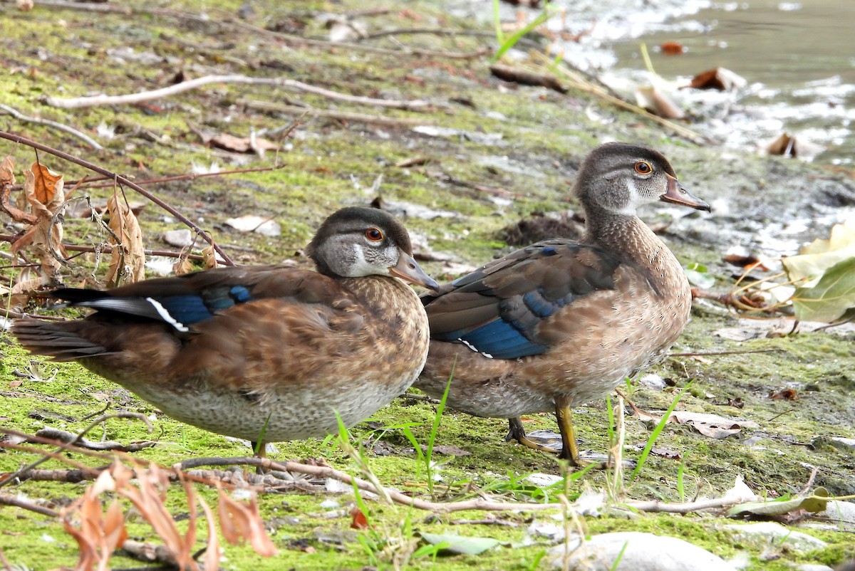 Wood Duck - Brad Vissia