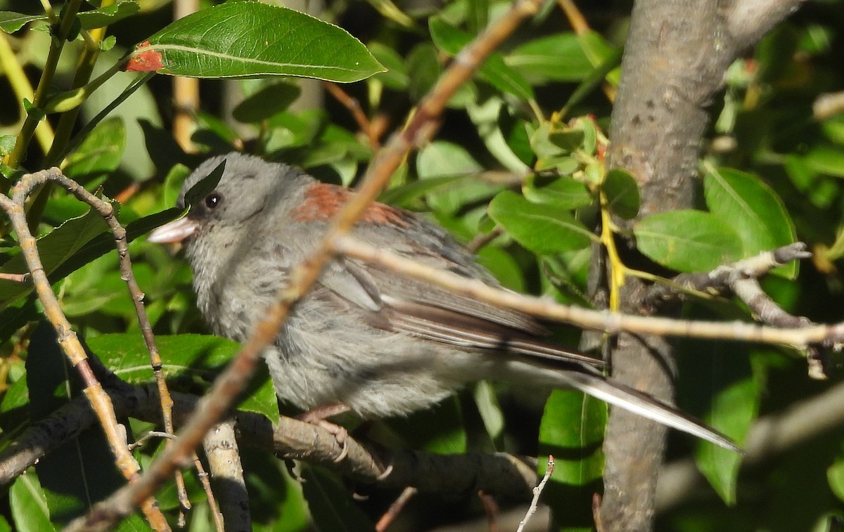 Dark-eyed Junco - Mark Romero