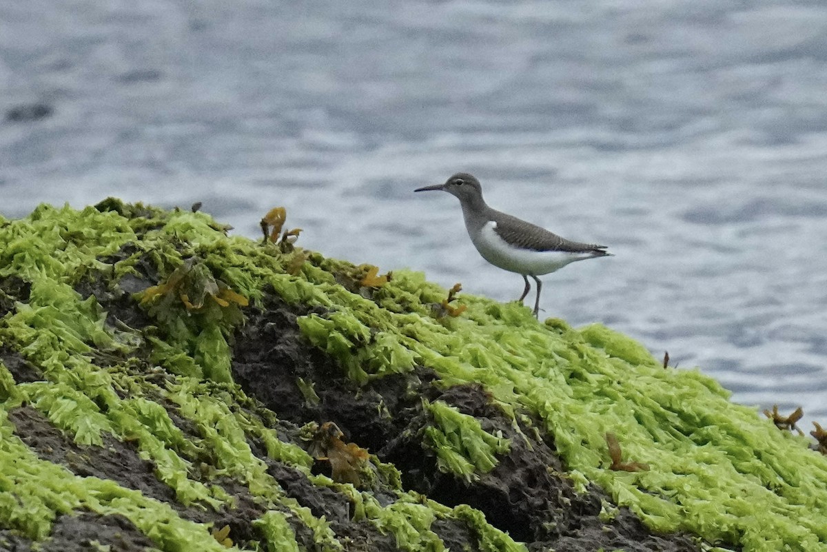 Spotted Sandpiper - Sabine Jessen