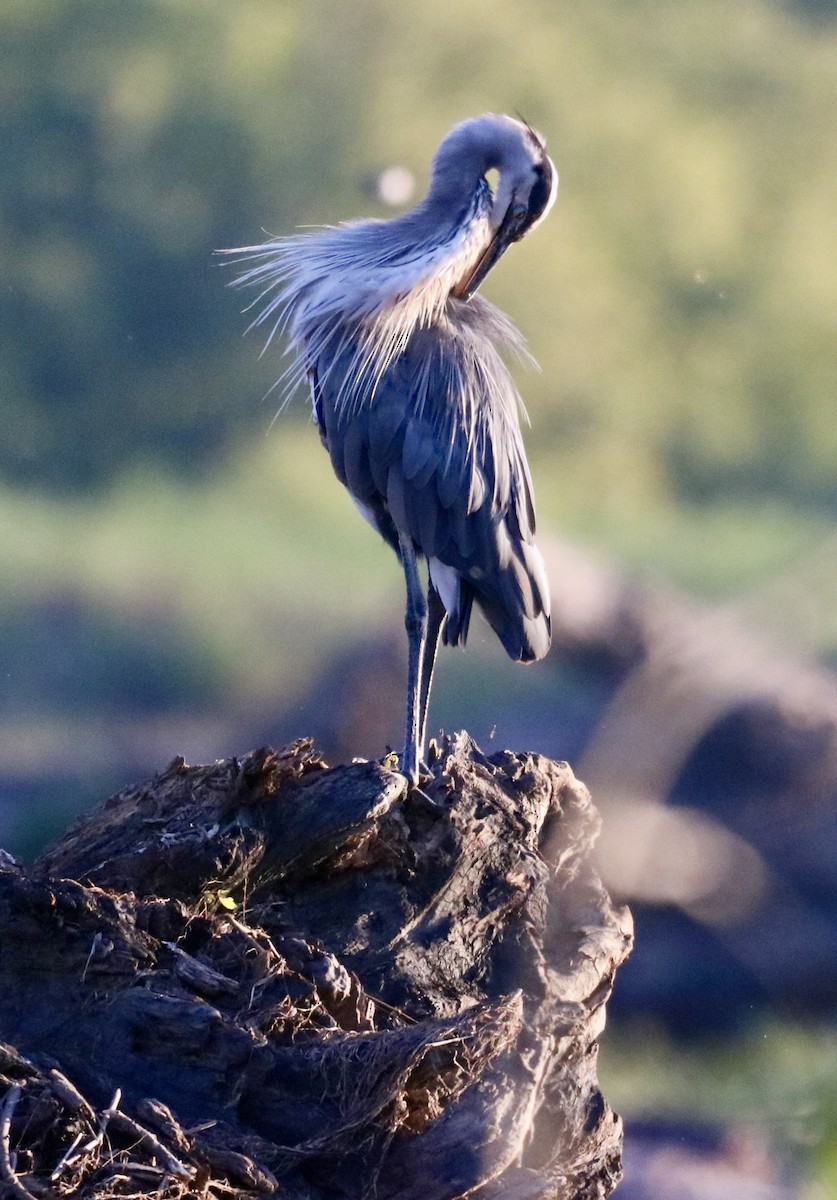 Great Blue Heron - Carla Morris