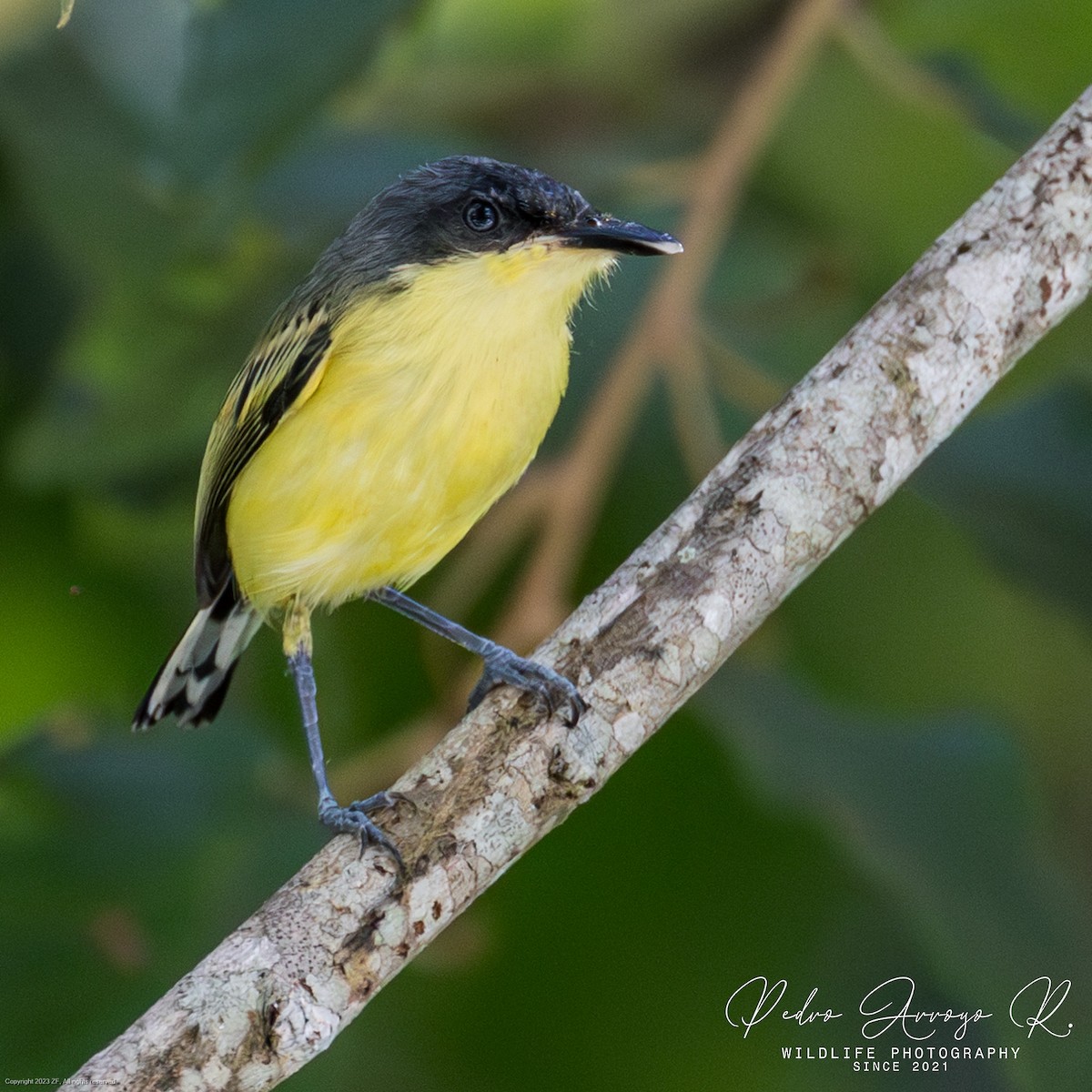 Common Tody-Flycatcher - Pedro Arroyo