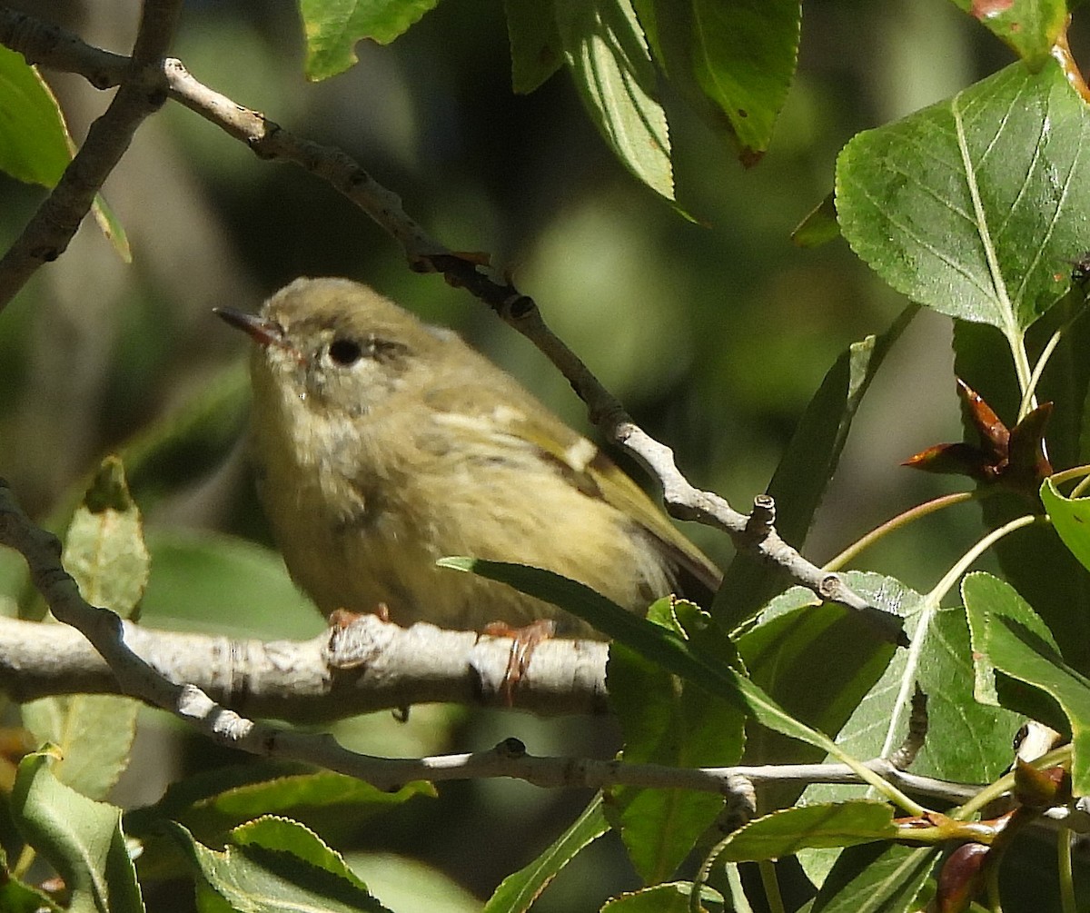 Ruby-crowned Kinglet - ML622796052