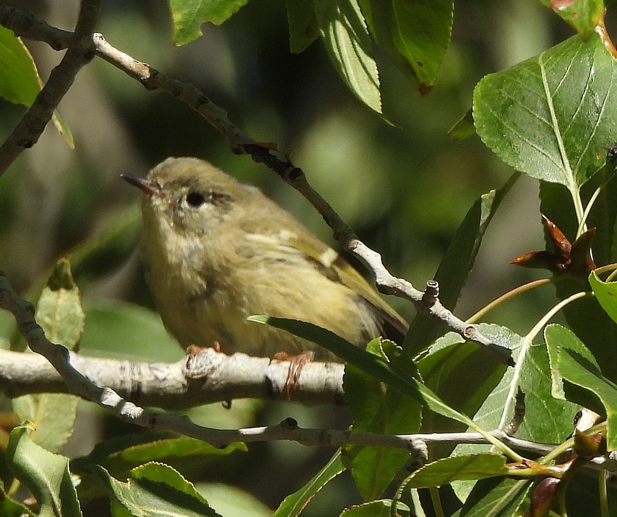 Ruby-crowned Kinglet - Mark Romero