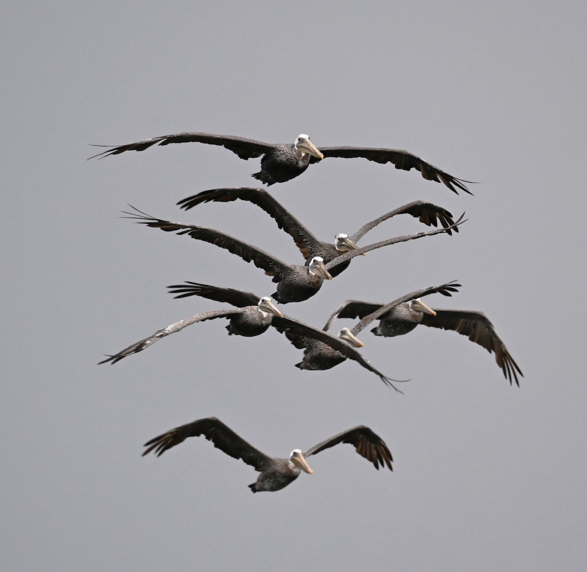 Brown Pelican - Cathy Pasterczyk