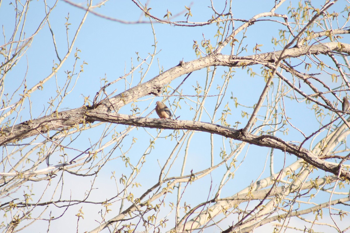 Mourning Dove - ML622796172