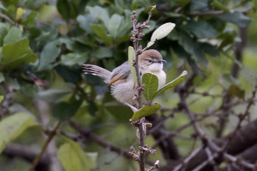 Singing Cisticola - ML622796191