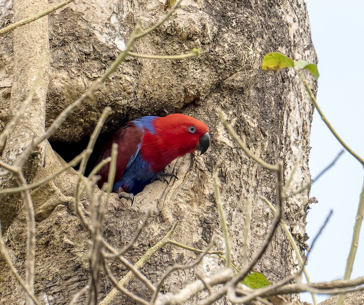 Papua Eklektus Papağanı - ML622796204