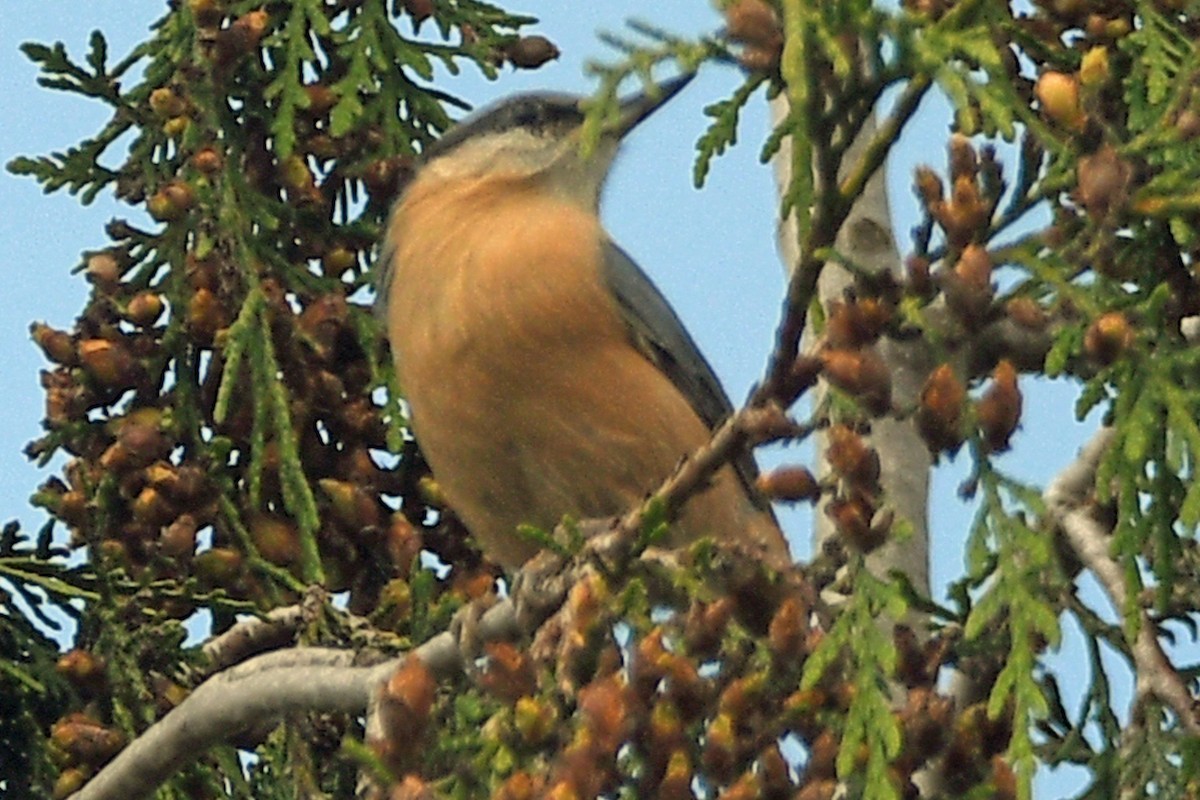 Eurasian Nuthatch (Western) - ML622796241