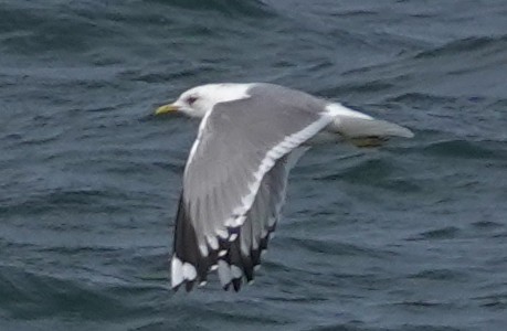 Short-billed Gull - Matt Dufort