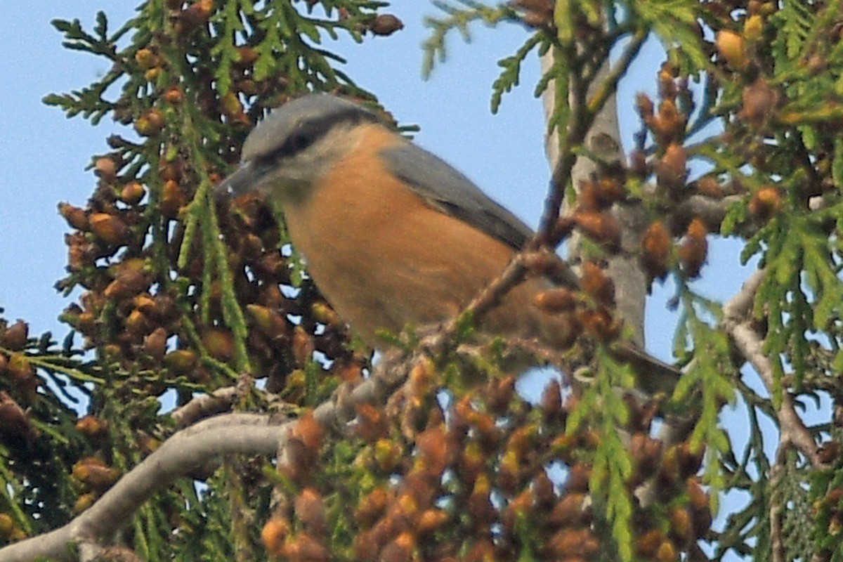 Eurasian Nuthatch (Western) - ML622796247