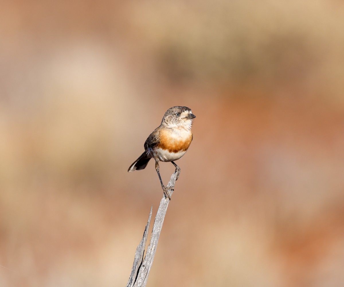 Chestnut-breasted Whiteface - ML622796250