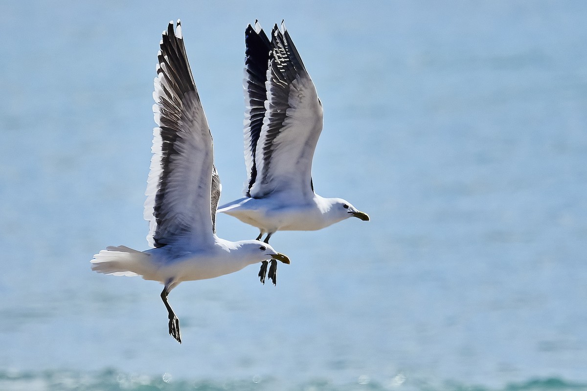 Kelp Gull - Gary & Robyn Wilson