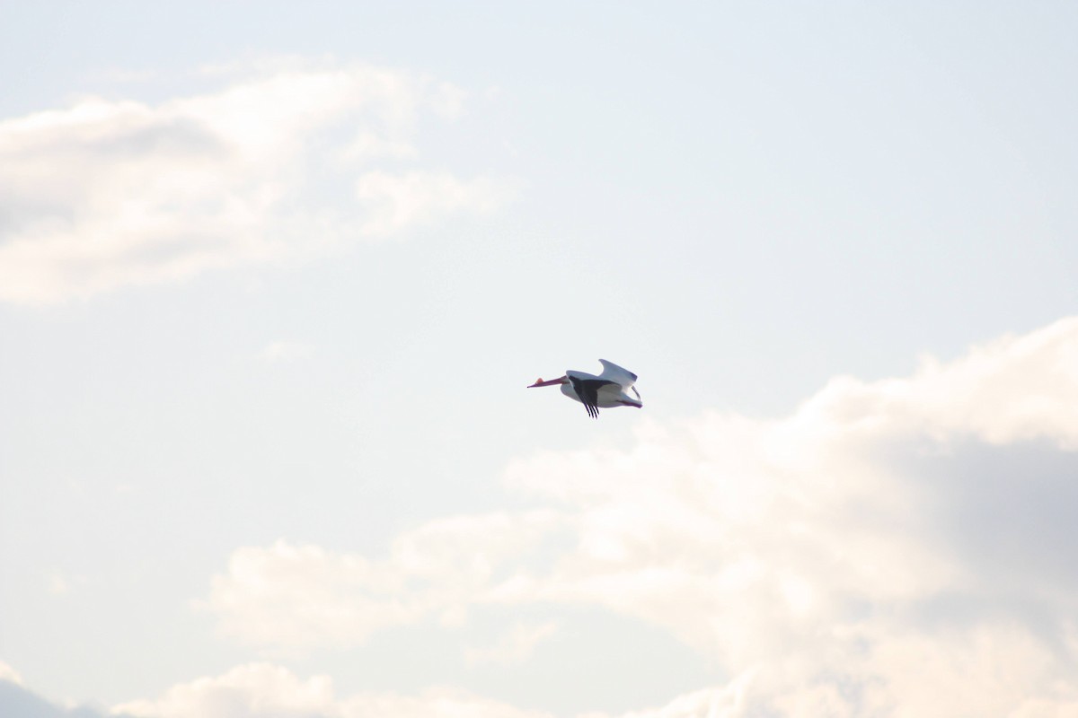 American White Pelican - ML622796303