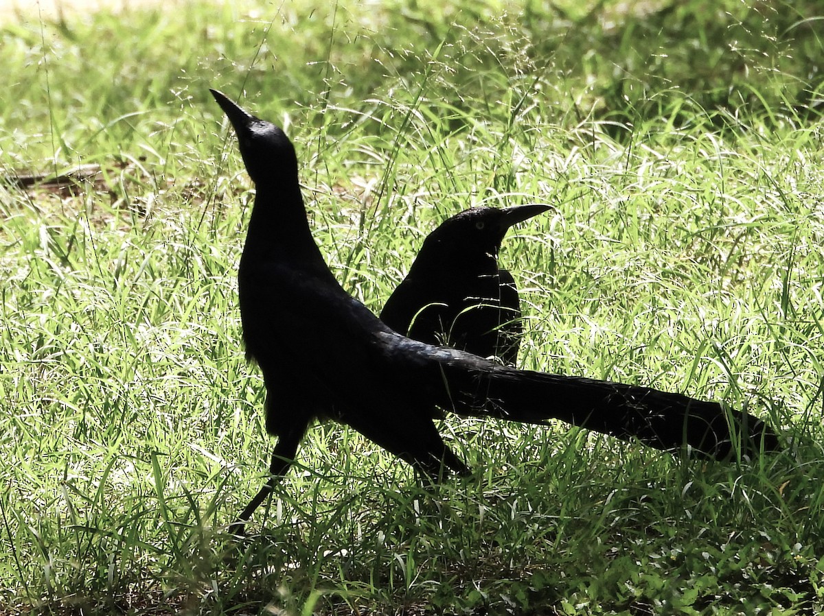 Great-tailed Grackle - Guadalupe Esquivel Uribe