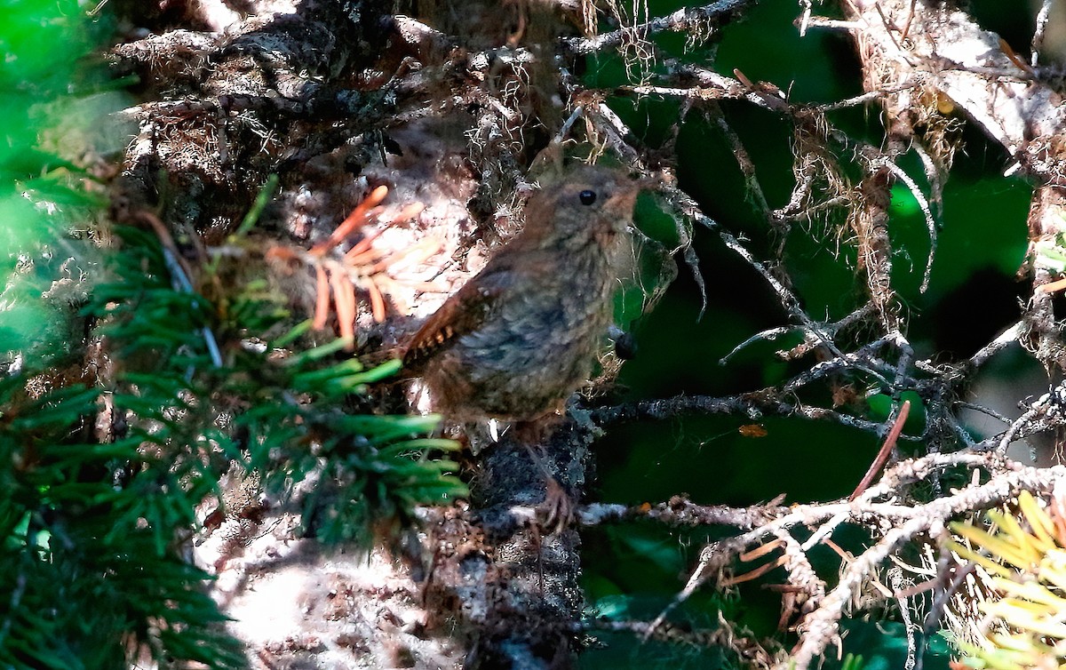 Pacific Wren - ML622796324