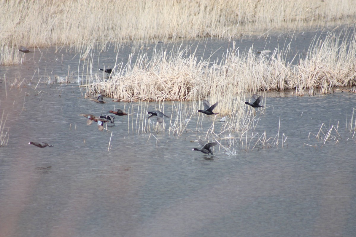 American Coot - Andrew Knowles