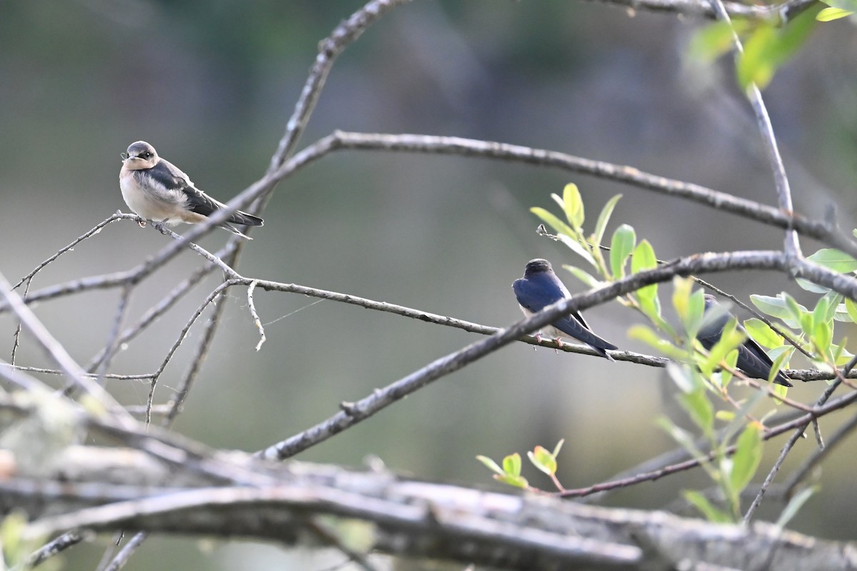 Barn Swallow - Cathy Pasterczyk