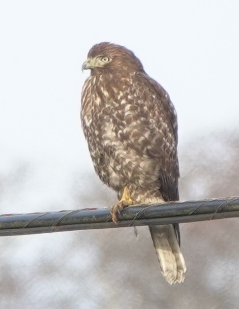 Red-tailed Hawk - Matt Dufort