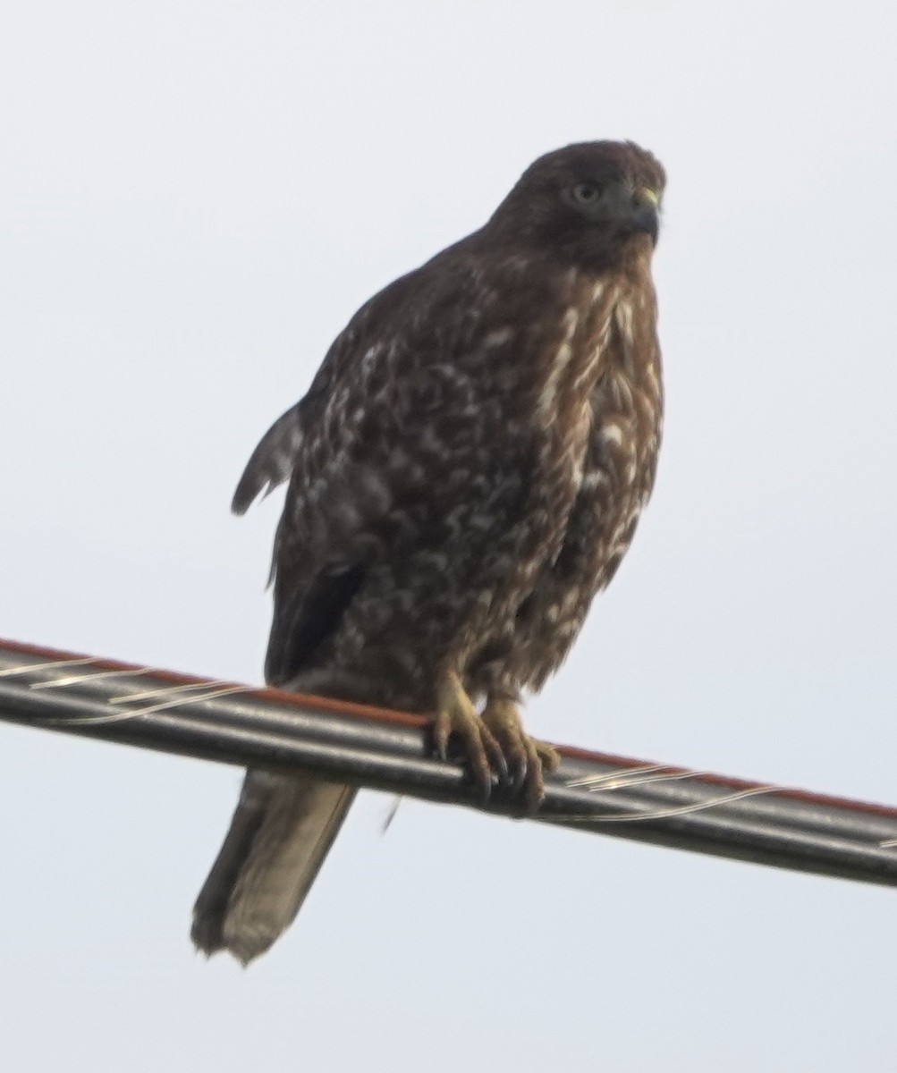 Red-tailed Hawk - Matt Dufort