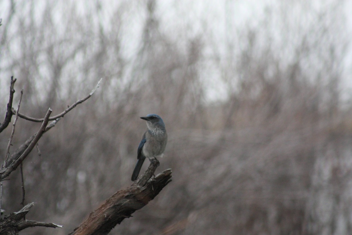 Woodhouse's Scrub-Jay - ML622796373