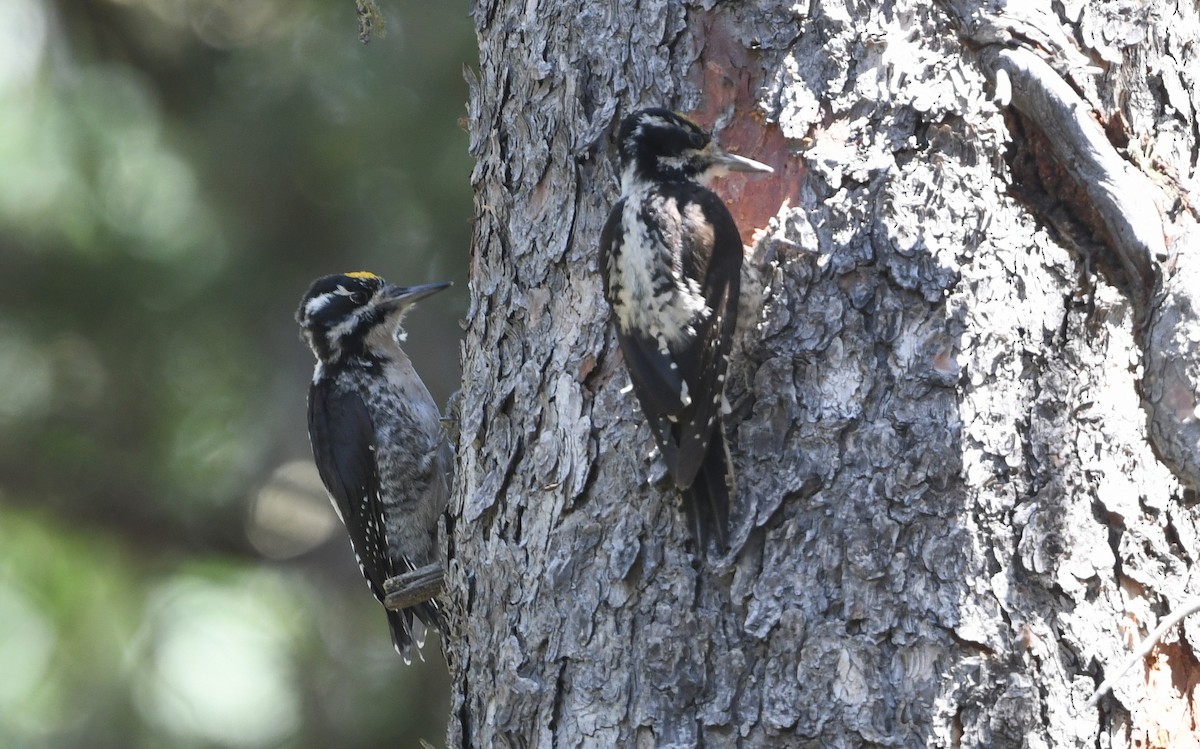 American Three-toed Woodpecker - ML622796374