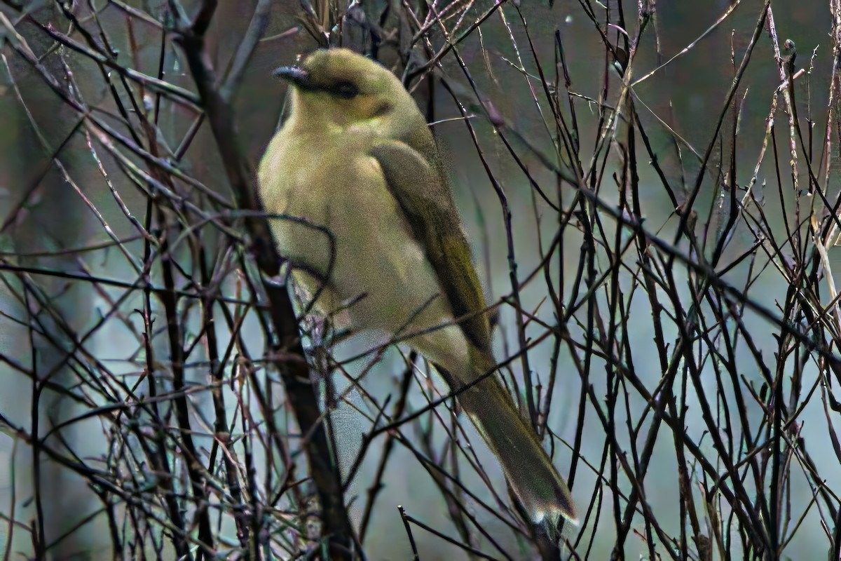 Fuscous Honeyeater - Alfons  Lawen