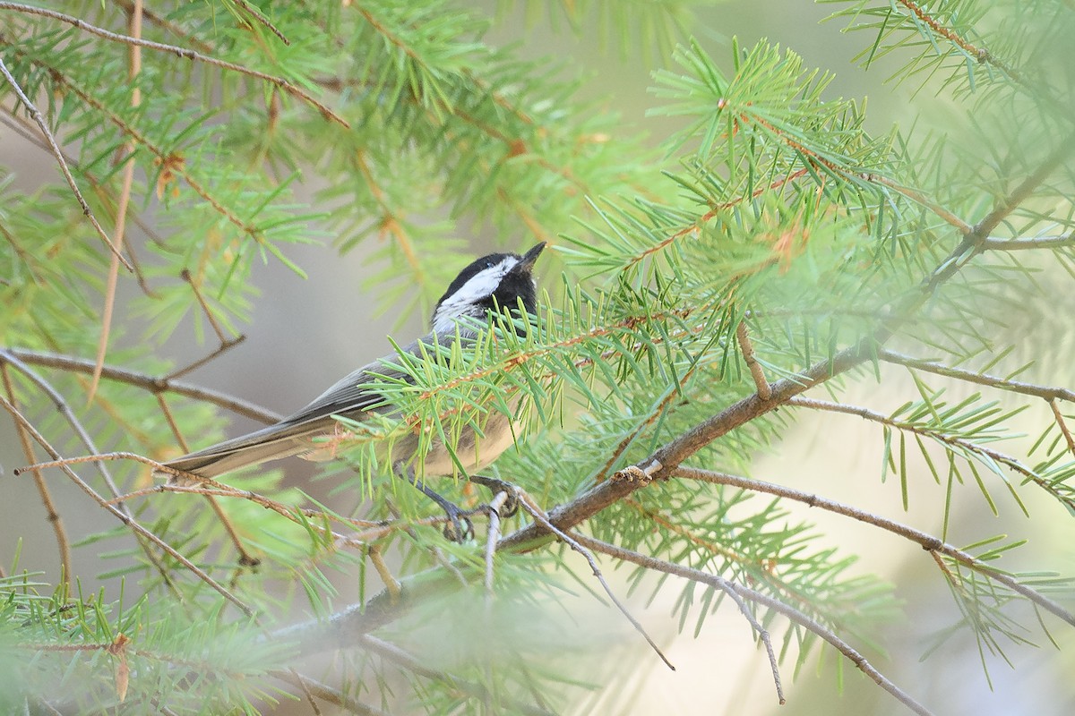 Mexican Chickadee - ML622796377