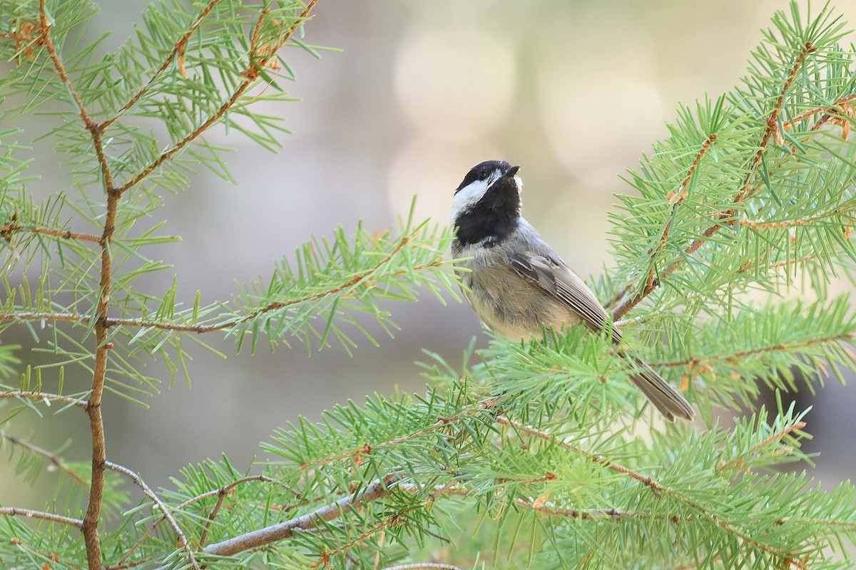 Mexican Chickadee - ML622796378