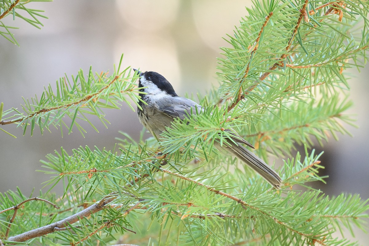 Mexican Chickadee - ML622796379