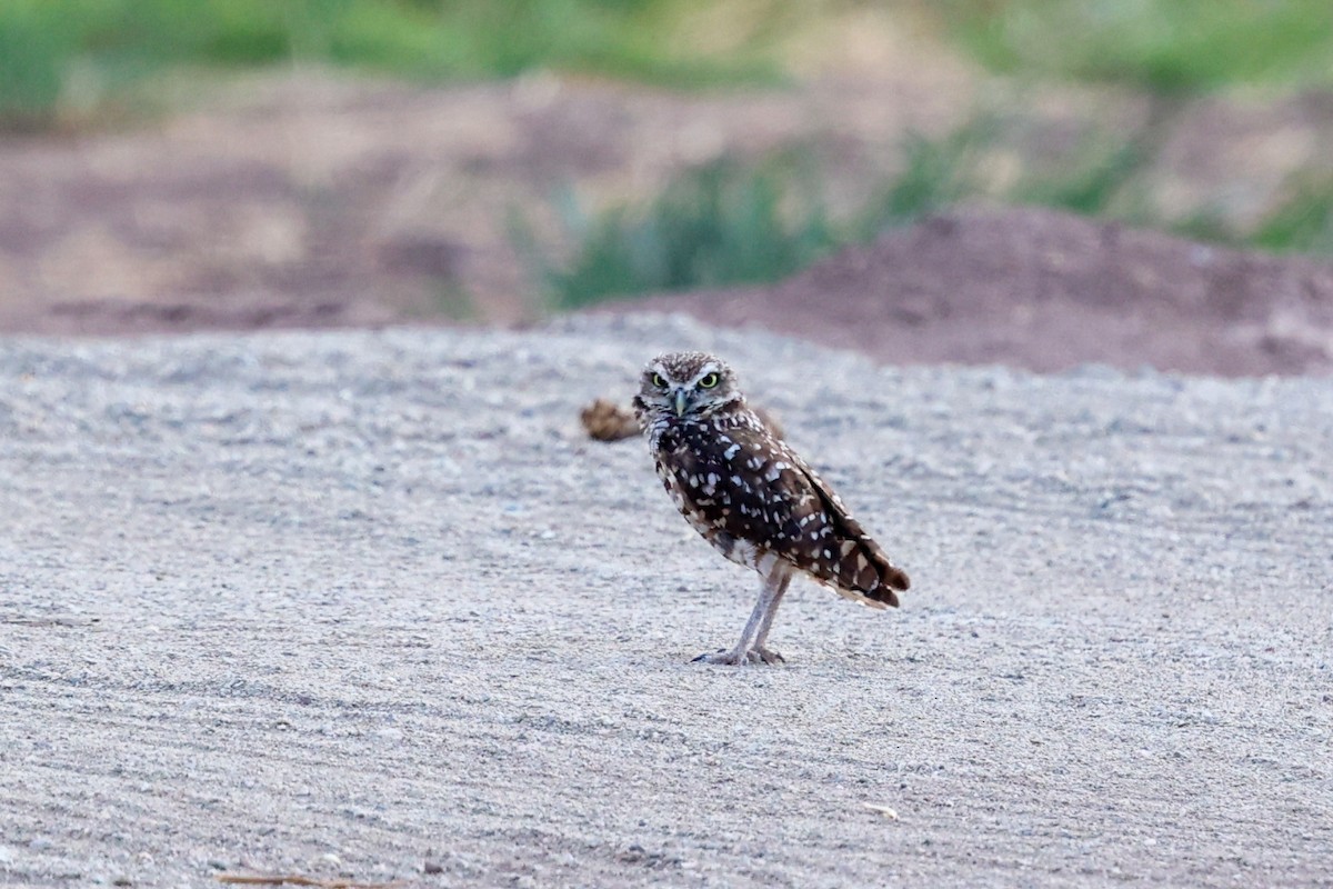 Burrowing Owl - Tom Feild