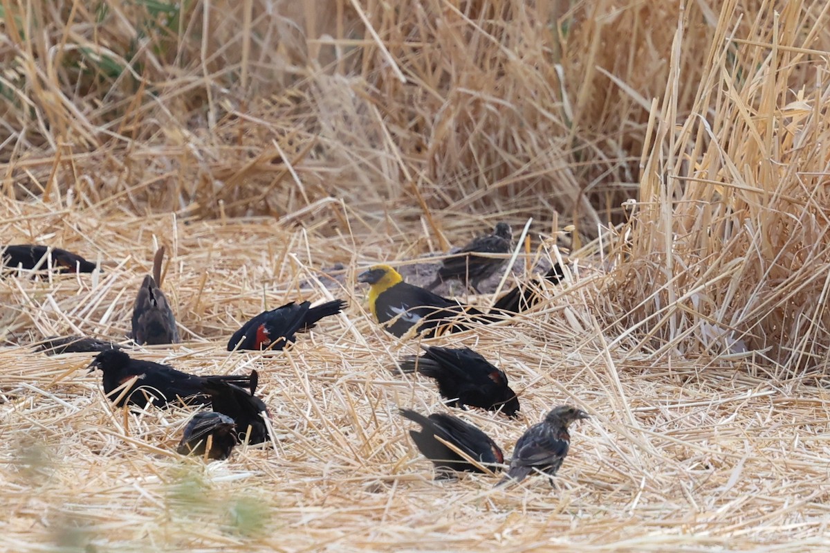 Yellow-headed Blackbird - ML622796393