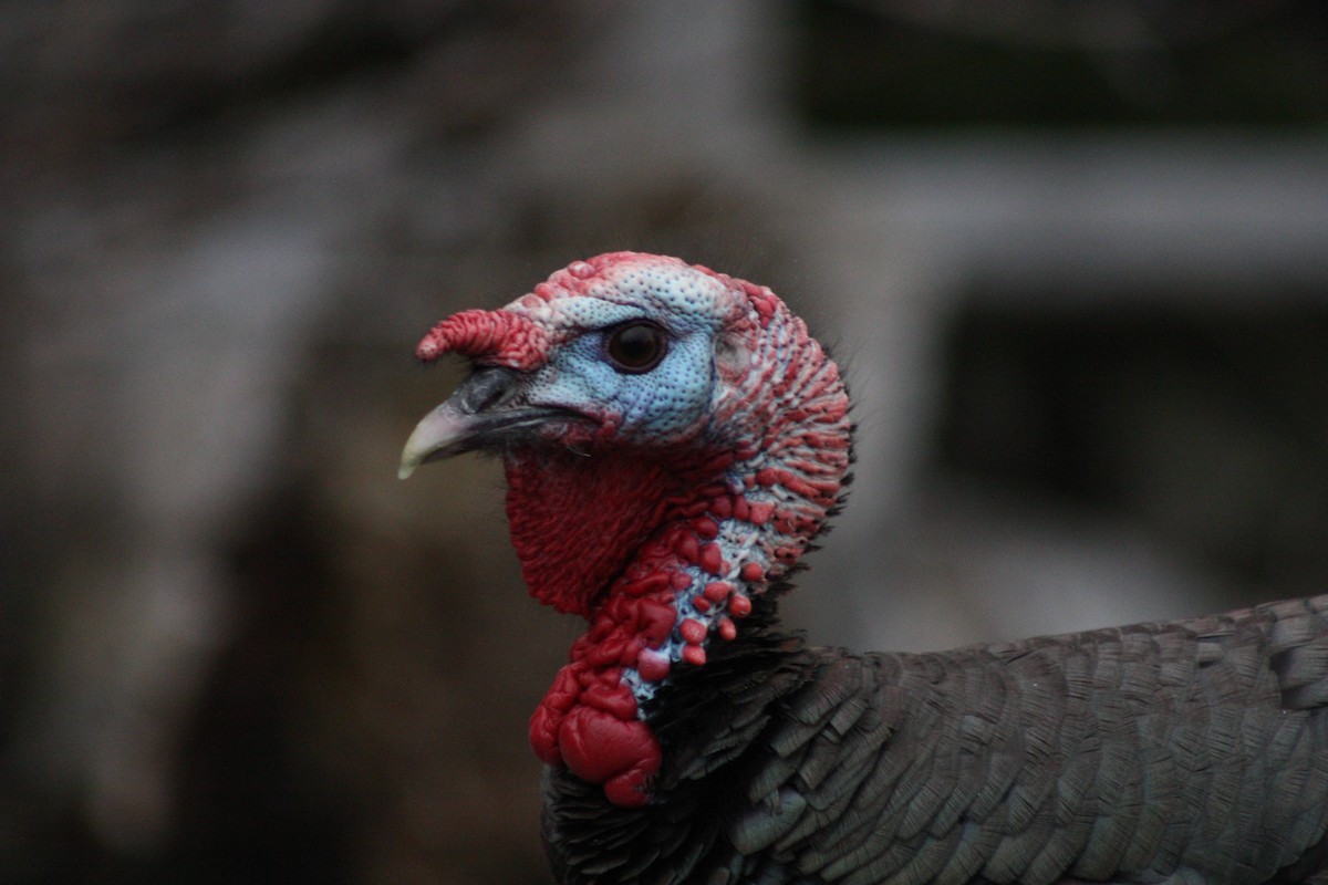 Wild Turkey - ML622796394