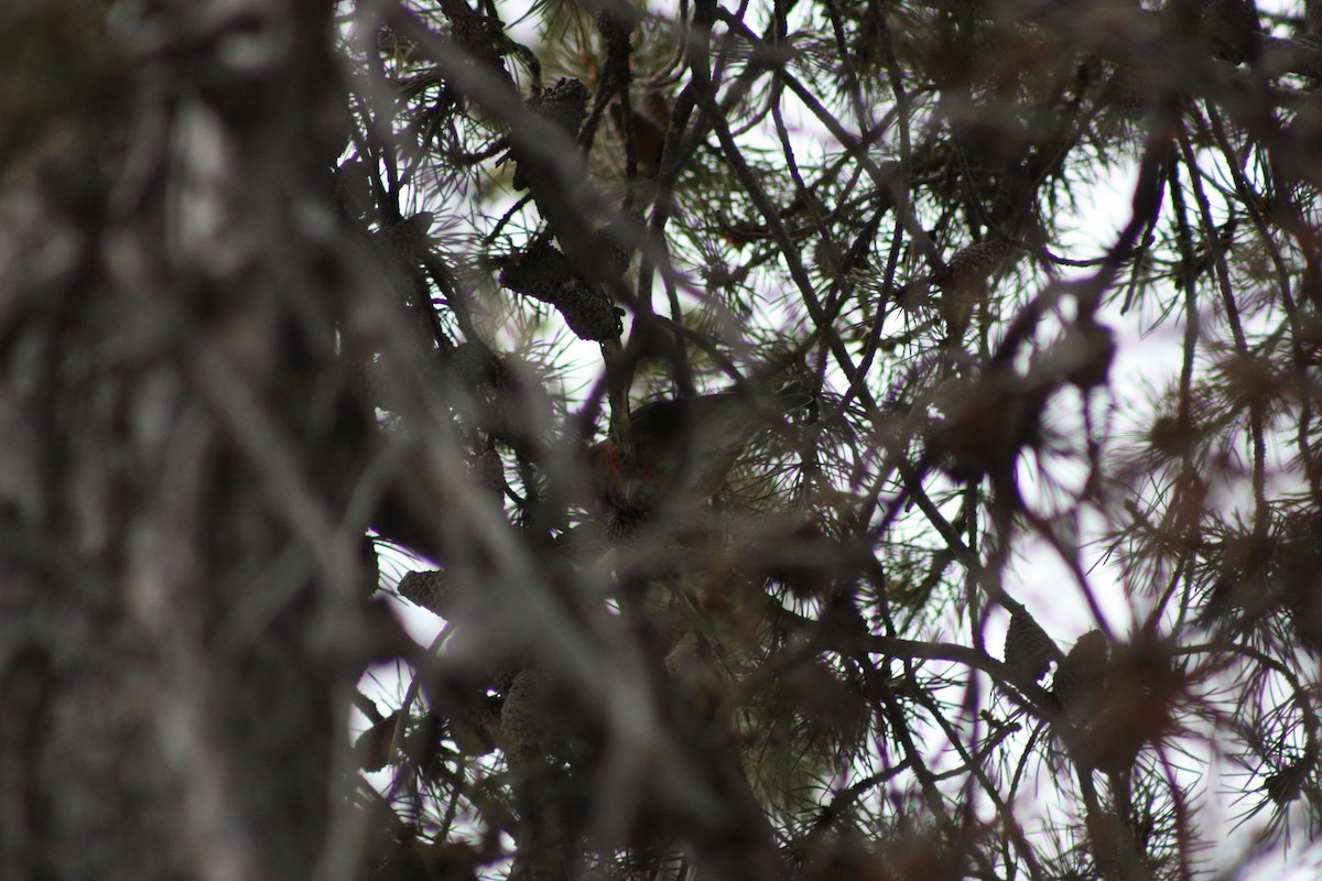 Cassia Crossbill - ML622796428