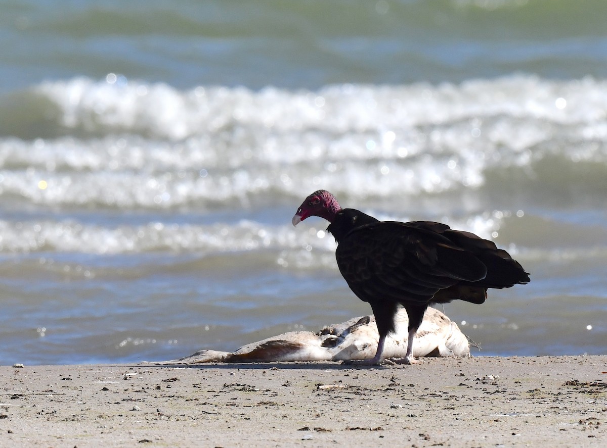 Turkey Vulture - Kristen Cart