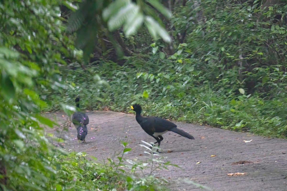 Great Curassow - Janet Stevens