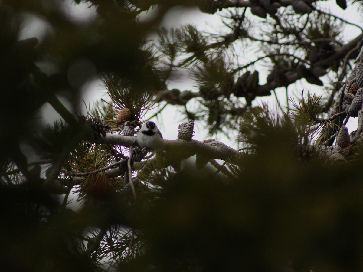 Mountain Chickadee - ML622796450