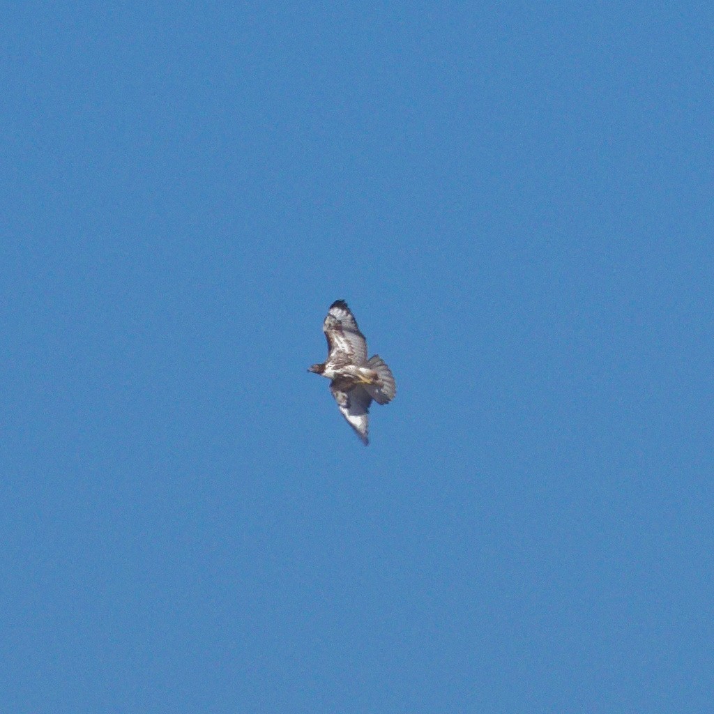 Red-tailed Hawk - 4paul bird