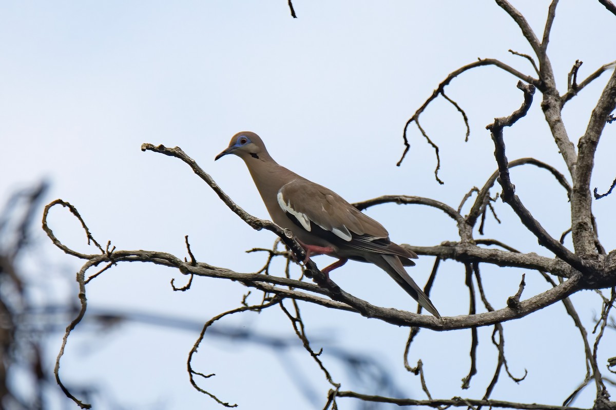 White-winged Dove - ML622796495