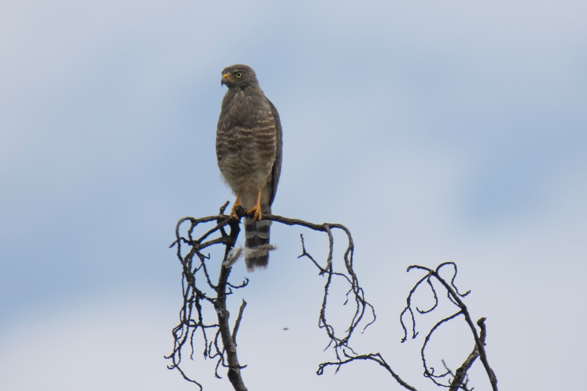 Roadside Hawk - ML622796499