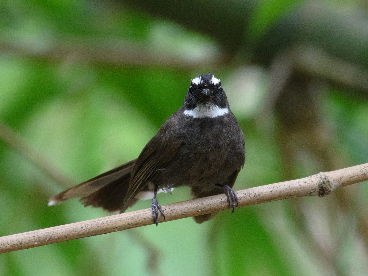 White-throated Fantail - ML622796512