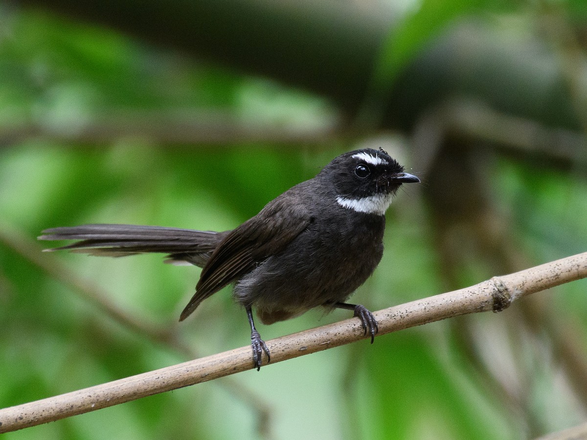 White-throated Fantail - ML622796513