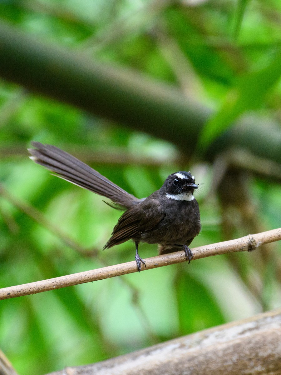 White-throated Fantail - ML622796514