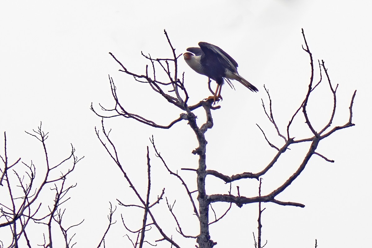 Crested Caracara - ML622796518