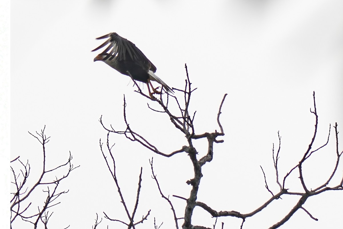 Crested Caracara - ML622796519