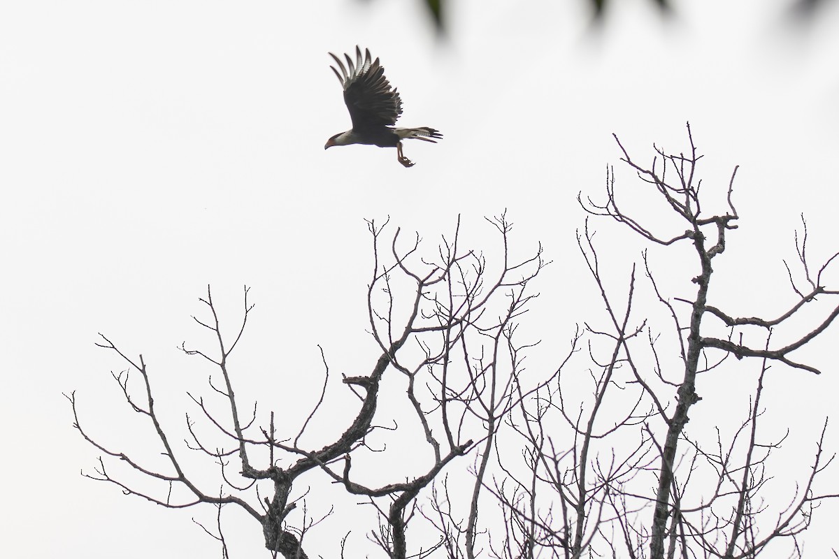 Crested Caracara - ML622796520