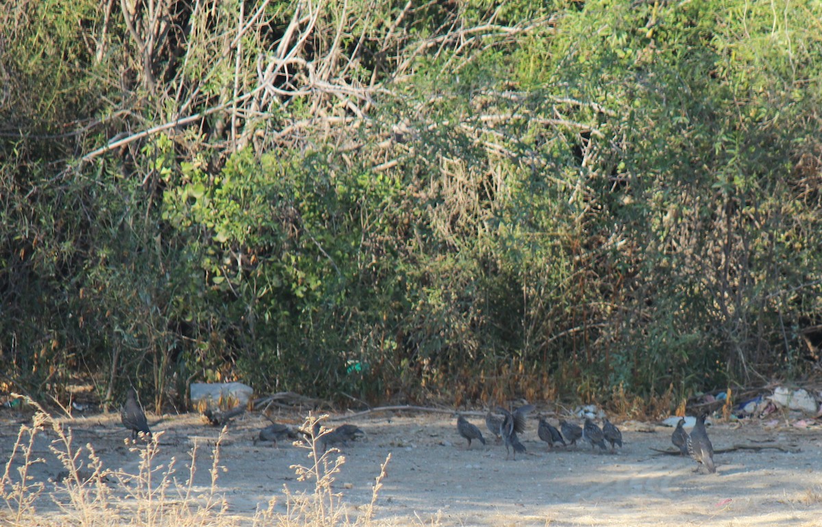 California Quail - Zoe Diacou