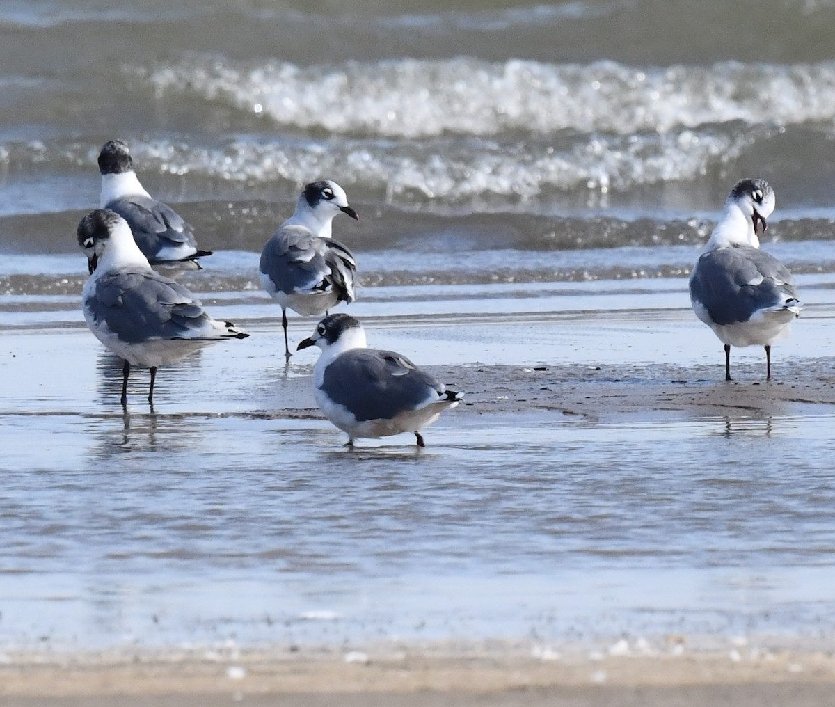 Franklin's Gull - Kristen Cart