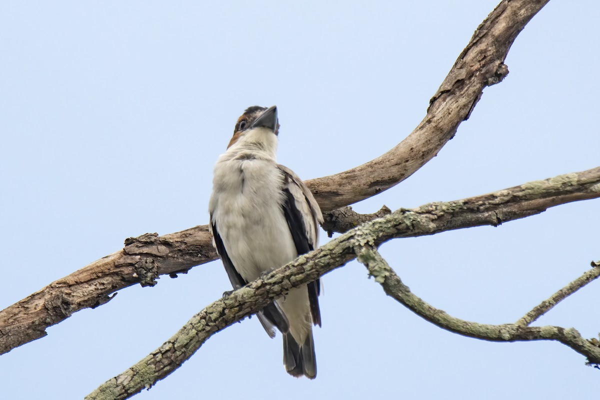 Black-crowned Tityra - Janet Stevens